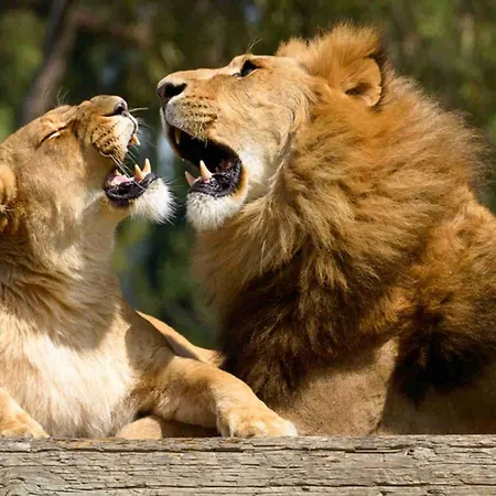 Casa Loconte * Fasano